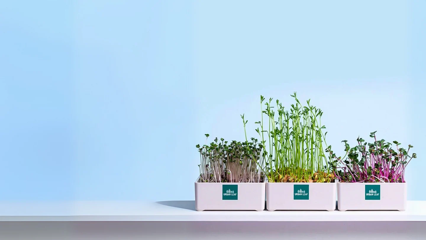 Grow Your Own Urban Oasis