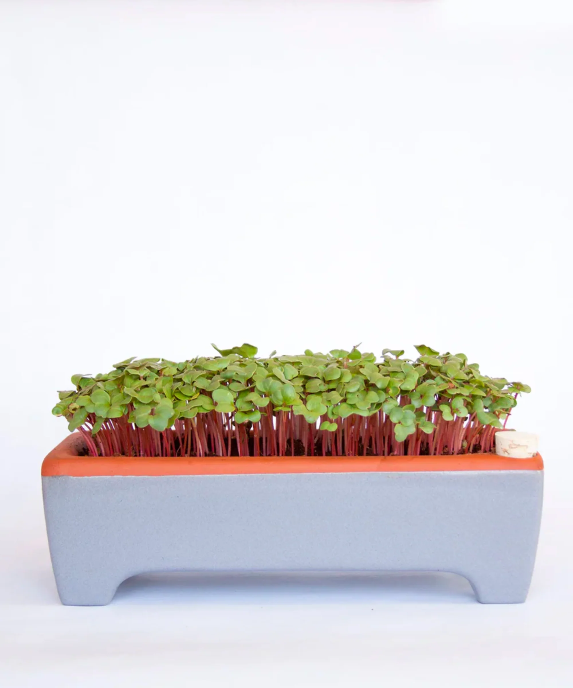 Microgreens